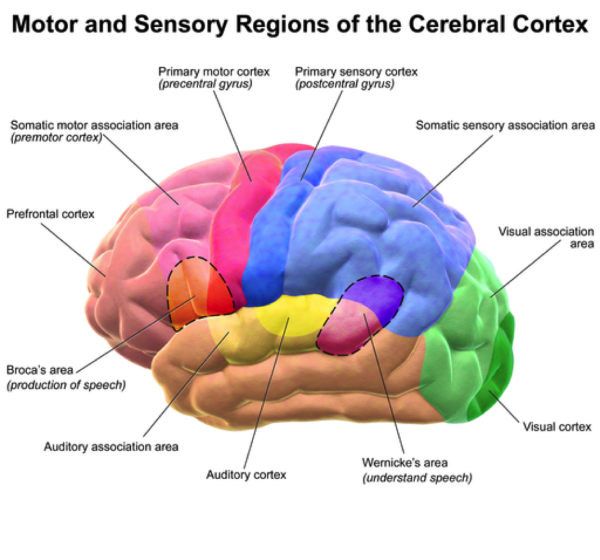 Motor and Sensory regions of the brain - storytelling