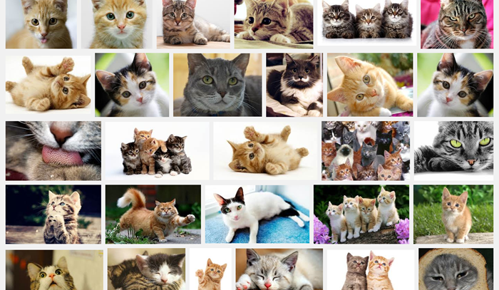 cat collage for content titles